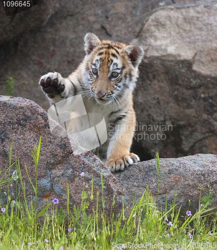 Image of Tiger Cub