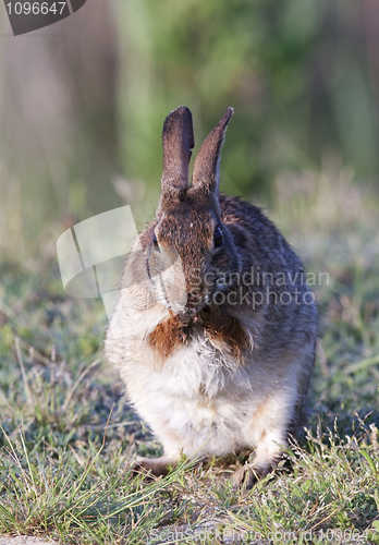 Image of Eastern Cottontail