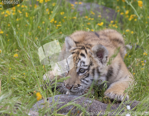 Image of Tiger Cub