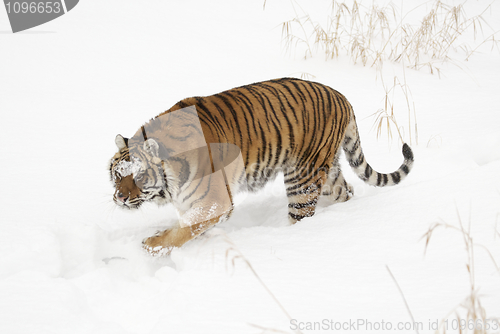 Image of Amur Tiger