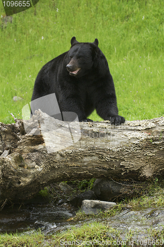 Image of American Black Bear