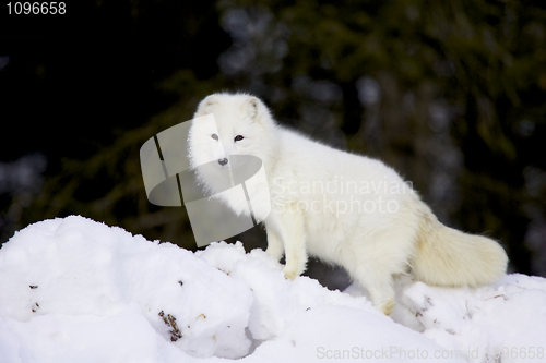 Image of Arctic Fox