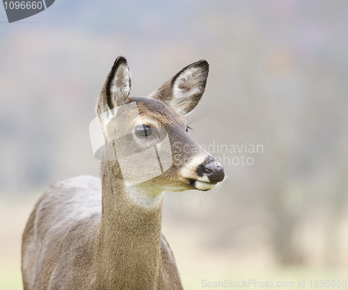 Image of White-tail Deer