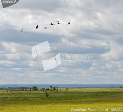 Image of Endangered White-naped Cranes