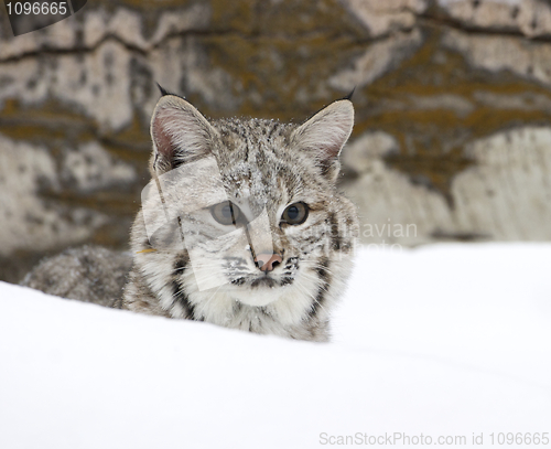 Image of Bobcat