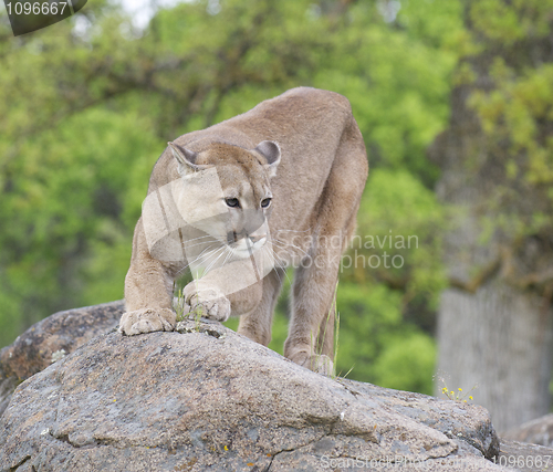 Image of Mountain Lion