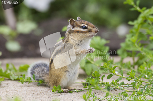 Image of Siberian Chipmunk