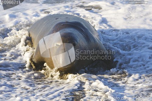 Image of Endangered Elephant Seal