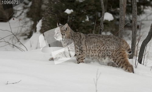 Image of Bobcat