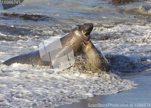 Image of Endangered Elephant Seal