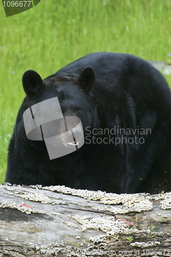 Image of American Black Bear