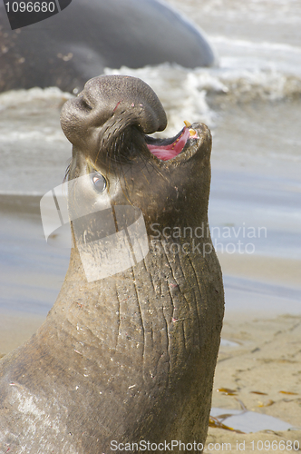 Image of Endangered Elephant Seal