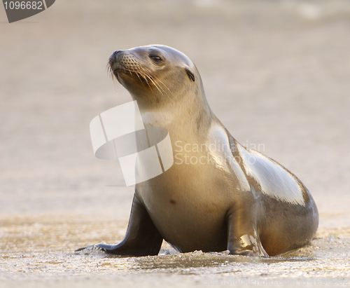 Image of Sea Lion