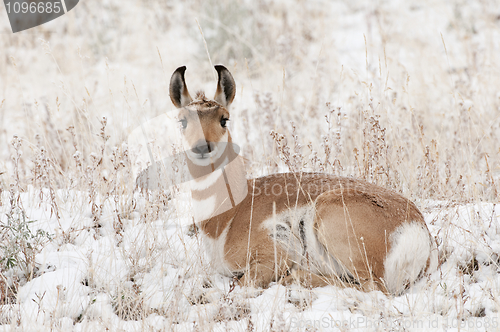 Image of Pronghorn