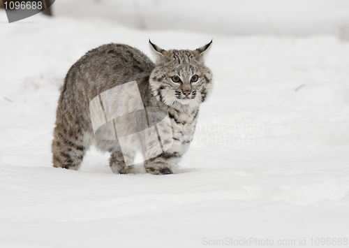 Image of Bobcat