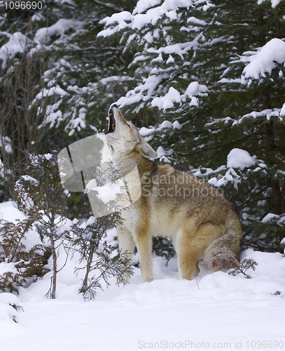 Image of Howling Coyote