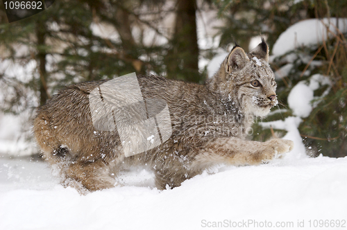 Image of Lynx