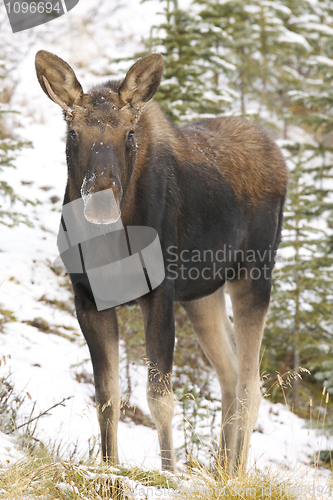 Image of American Moose