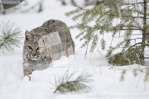 Image of Bobcat