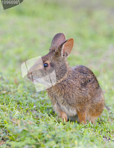 Image of Marsh Rabbit