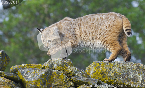 Image of Bobcat