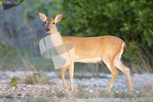 Image of Key Deer 