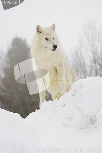 Image of Gray or Arctic Wolf