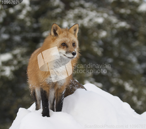 Image of Red Fox