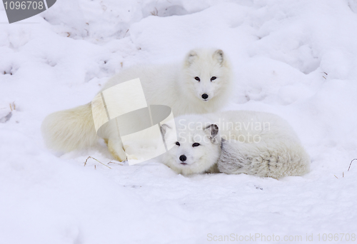 Image of Arctic Fox