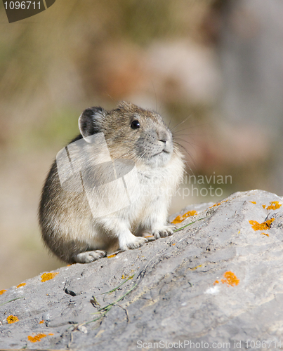 Image of American Pica