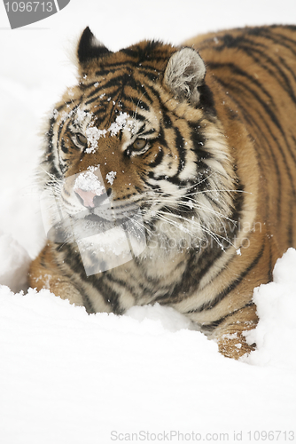 Image of Amur Tiger