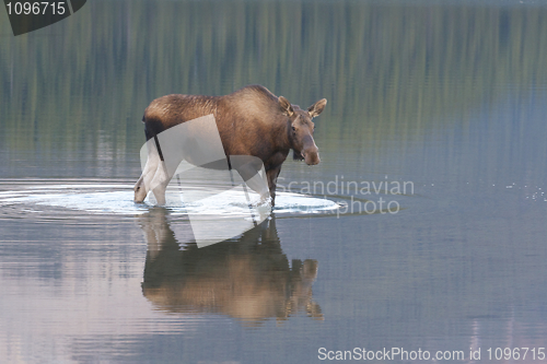Image of American Moose