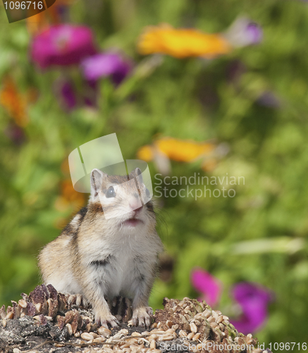 Image of Siberian Chipmunk