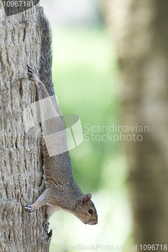 Image of Eastern Gray Squirrel