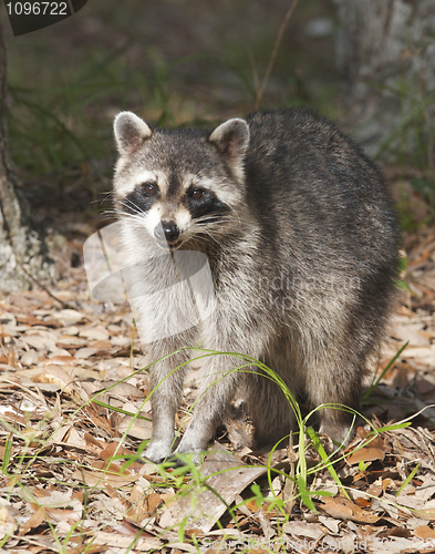 Image of Raccoon