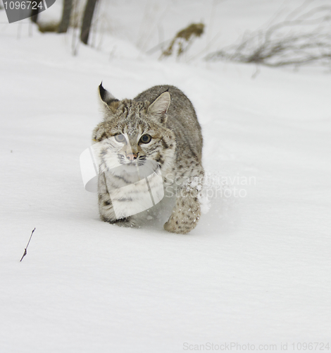 Image of Bobcat