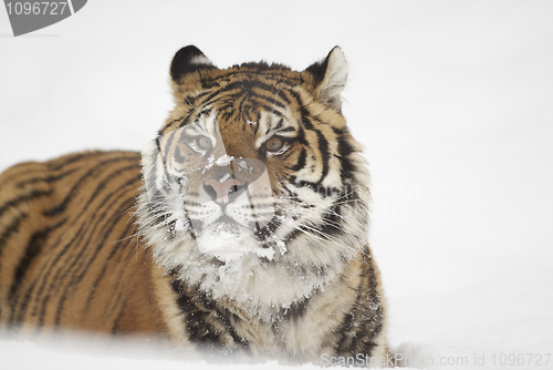 Image of Amur Tiger