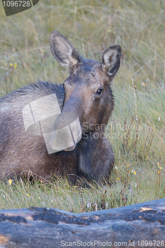 Image of American Moose