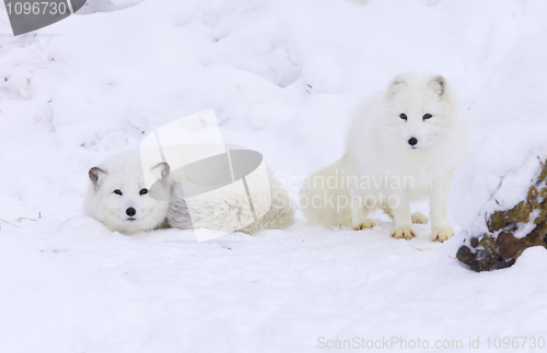 Image of Arctic Fox