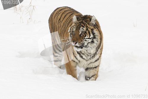 Image of Amur Tiger