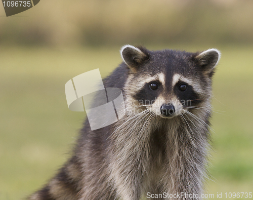 Image of Raccoon