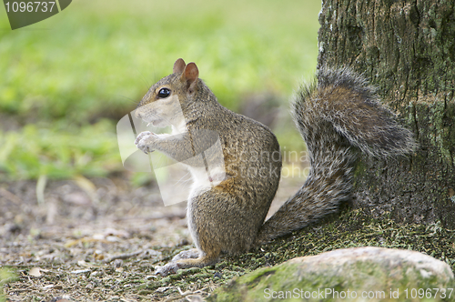 Image of Eastern Gray Squirrel