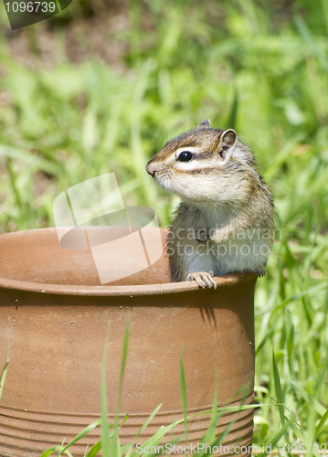 Image of Siberian Chipmunk