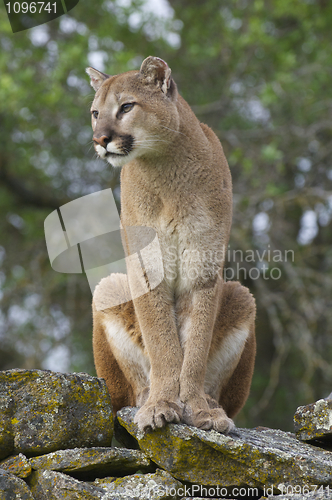 Image of Mountain Lion