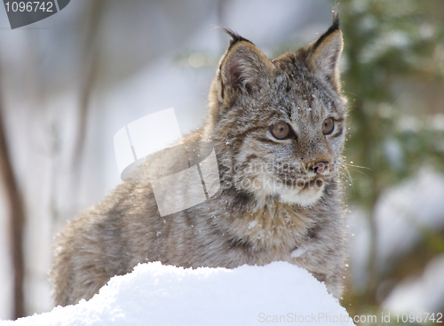Image of Lynx