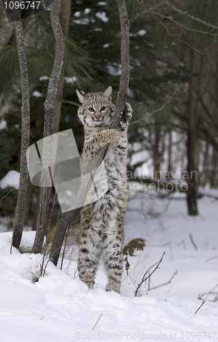 Image of Bobcat