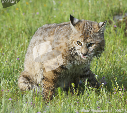 Image of Bobcat