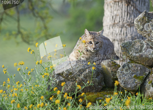 Image of Bobcat