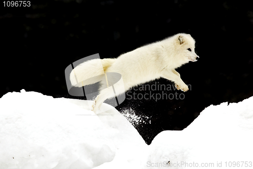 Image of Arctic Fox