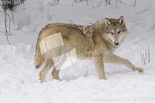 Image of Gray or Arctic Wolf